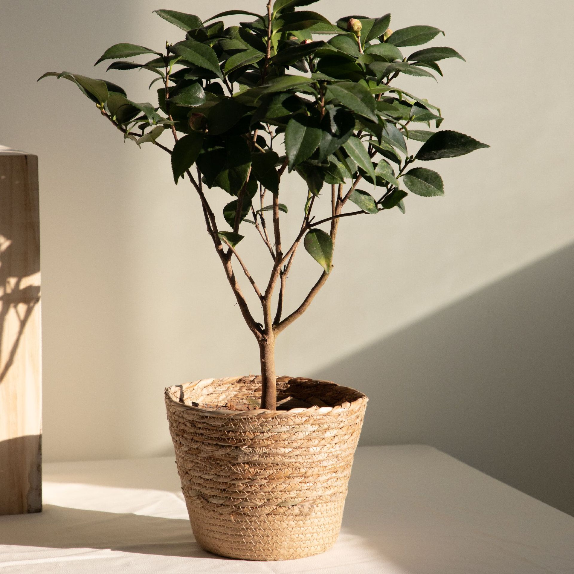 Keranjang Penyimpanan Anyaman  - Rattan Plant Basket ulasan dan harga